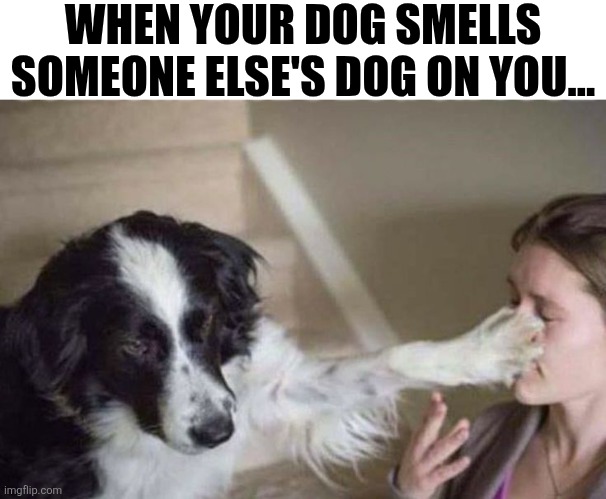 When Your Dog Smells Someone Else's Dog On You... | WHEN YOUR DOG SMELLS SOMEONE ELSE'S DOG ON YOU... | image tagged in chrisjoines1 | made w/ Imgflip meme maker