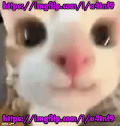 hai :3 | https://imgflip.com/i/a4tnf9; https://imgflip.com/i/a4tnf9 | image tagged in https //imgflip com/i/a4tnf9 | made w/ Imgflip meme maker