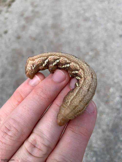 Literal piece of poop caterpillar | made w/ Imgflip meme maker