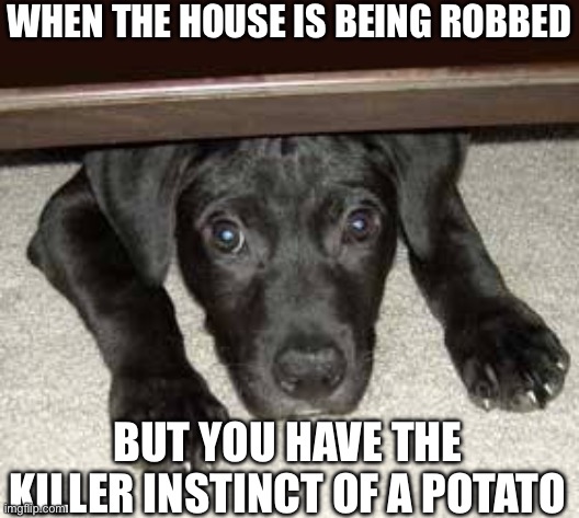 Home Robbery | WHEN THE HOUSE IS BEING ROBBED; BUT YOU HAVE THE KILLER INSTINCT OF A POTATO | image tagged in scared dog,home,robbery,potato | made w/ Imgflip meme maker