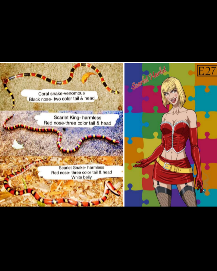 Funny Blank Meme Template