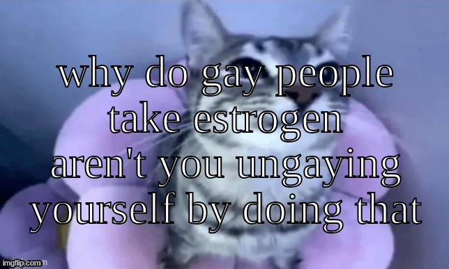 kitty | why do gay people take estrogen aren't you ungaying yourself by doing that | image tagged in kitty | made w/ Imgflip meme maker