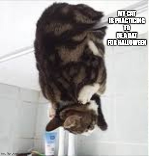my cat is practicing to be a bat for Halloween.   - funny - | MY CAT IS PRACTICING TO BE A BAT FOR HALLOWEEN | image tagged in cats,funny,kittens,humor,halloween,bats | made w/ Imgflip meme maker