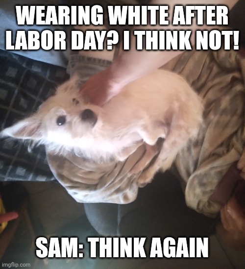 Sam | WEARING WHITE AFTER LABOR DAY? I THINK NOT! SAM: THINK AGAIN | image tagged in sam | made w/ Imgflip meme maker