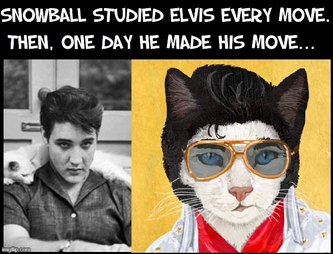 Snowball's first hit was: "You Ain't Nothing But a Stray Cat." | image tagged in vince vance,cats,the king,elvis presley,funny cat memes,snowball | made w/ Imgflip meme maker