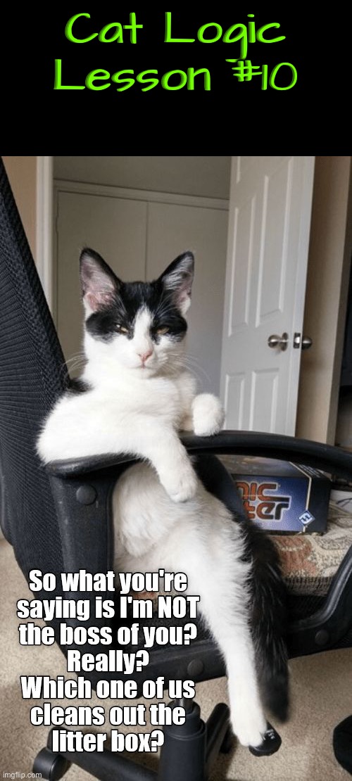 Cat Logic Lesson #10 | Cat Logic Lesson #10 | image tagged in cats,funny cat memes,life lessons,logic,illogical,the boss | made w/ Imgflip meme maker