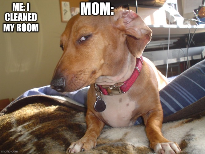 did you though??????? | MOM:; ME: I CLEANED MY ROOM | image tagged in suspicious dog | made w/ Imgflip meme maker