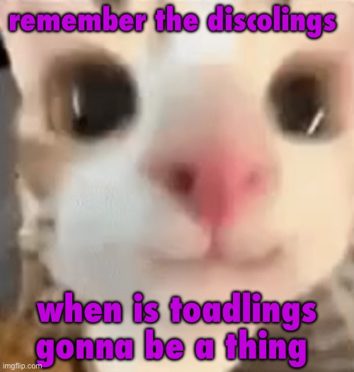hai :3 | remember the discolings; when is toadlings gonna be a thing | image tagged in hai 3 | made w/ Imgflip meme maker