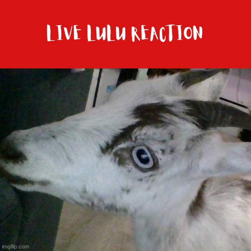 its a picture of my goat lulu | made w/ Imgflip meme maker