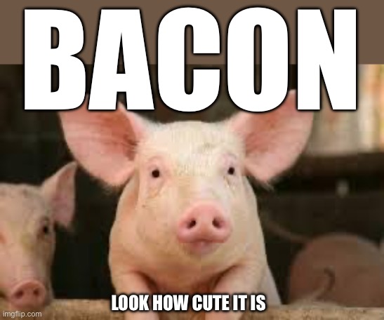 pig | BACON LOOK HOW CUTE IT IS | image tagged in pig | made w/ Imgflip meme maker