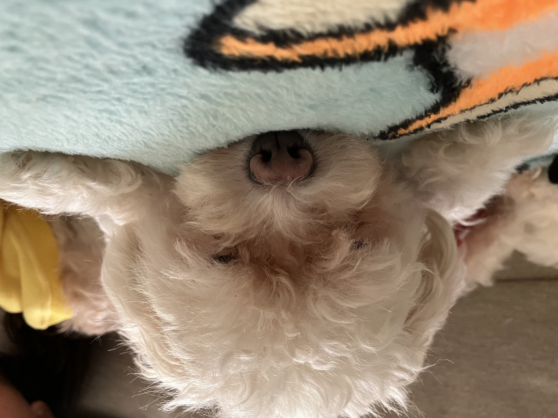 Tired Dog Blank Meme Template