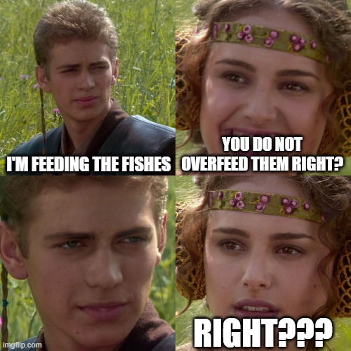 Do not overfeed the fishes! | I'M FEEDING THE FISHES; YOU DO NOT OVERFEED THEM RIGHT? RIGHT??? | image tagged in anakin padme 4 panel | made w/ Imgflip meme maker