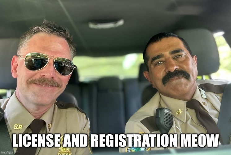 Super Troopers 3 | LICENSE AND REGISTRATION MEOW | image tagged in meow,super troopers,funny,rabbit,thorny | made w/ Imgflip meme maker