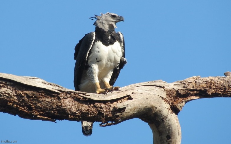 The harpy eagle, The superior eagle | image tagged in animals,giga chad | made w/ Imgflip meme maker