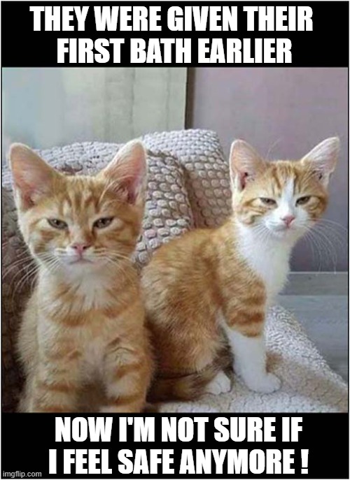 If Looks Could Kill ! | THEY WERE GIVEN THEIR 
FIRST BATH EARLIER; NOW I'M NOT SURE IF
I FEEL SAFE ANYMORE ! | image tagged in cats,bath time,glaring,be afraid | made w/ Imgflip meme maker
