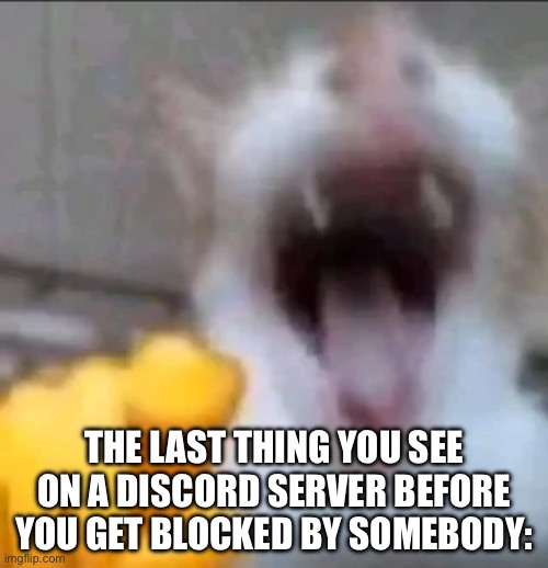 Beluga be like: | THE LAST THING YOU SEE ON A DISCORD SERVER BEFORE YOU GET BLOCKED BY SOMEBODY: | image tagged in cat laughing at you,discord,discord moderator,beluga | made w/ Imgflip meme maker