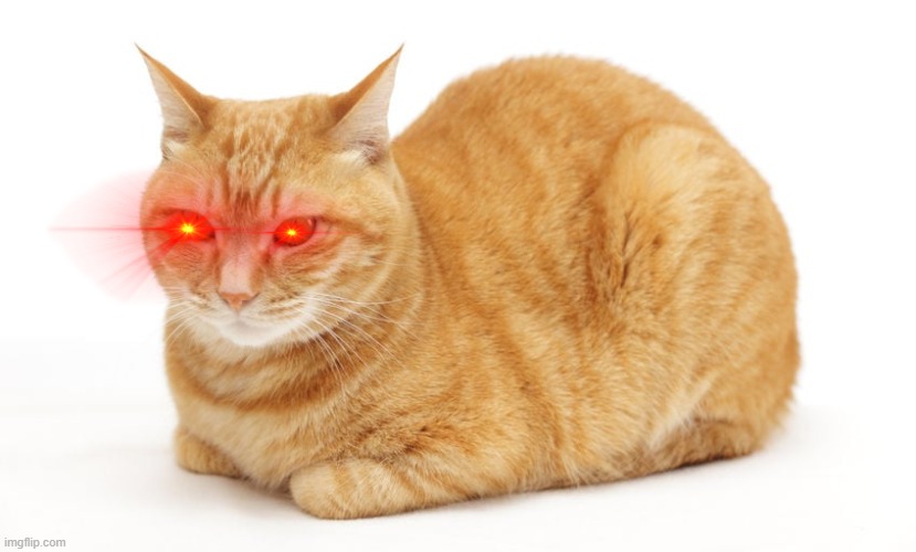 when the abyss stares into you | image tagged in cat,funny,msmg,cute | made w/ Imgflip meme maker