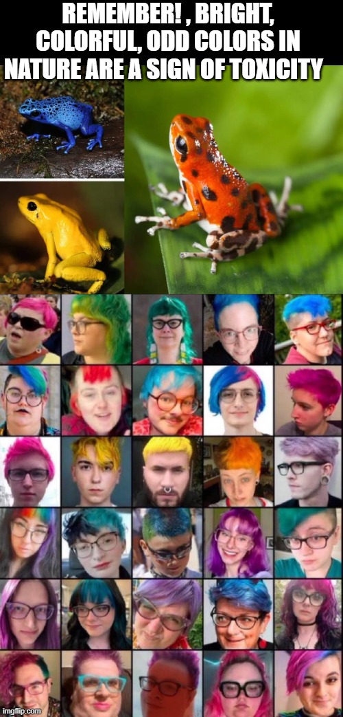 I bumped into one of these things with green and purple hair, I threw up for a week | REMEMBER! , BRIGHT, COLORFUL, ODD COLORS IN NATURE ARE A SIGN OF TOXICITY | image tagged in stupid liberals,funny memes,truth,donald trump approves,political humor | made w/ Imgflip meme maker
