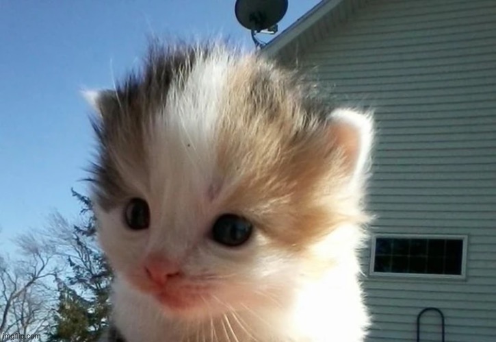kittenposting | made w/ Imgflip meme maker