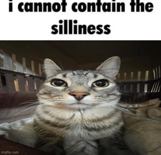 I cannot contain the silliness | image tagged in i cannot contain the silliness | made w/ Imgflip meme maker