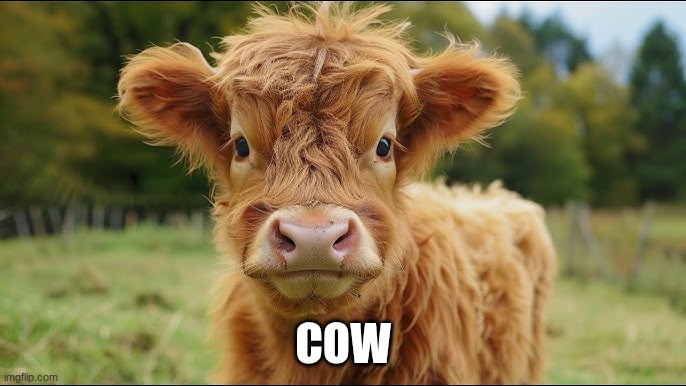 cow | COW | image tagged in cow | made w/ Imgflip meme maker