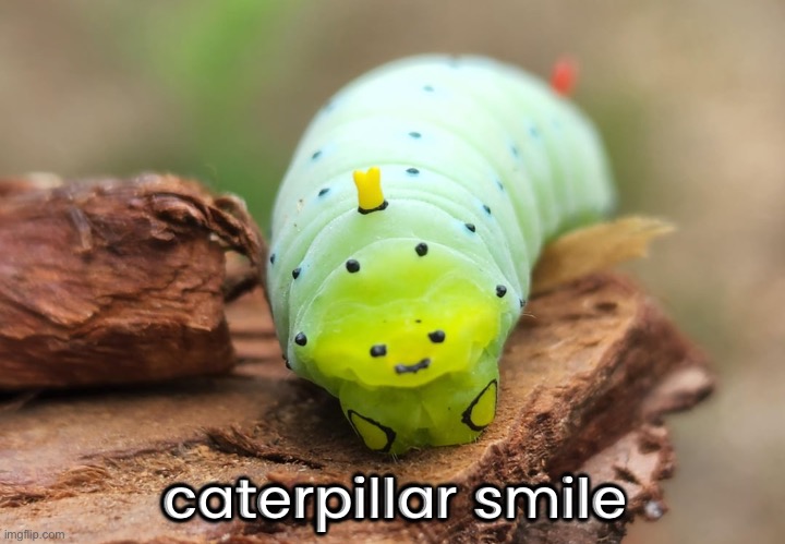 caterpillar smile | made w/ Imgflip meme maker