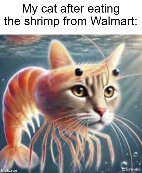 trippi troppi, troppa trippa | My cat after eating the shrimp from Walmart: | image tagged in italian,brainrot,cat,walmart,memes,shitpost | made w/ Imgflip meme maker