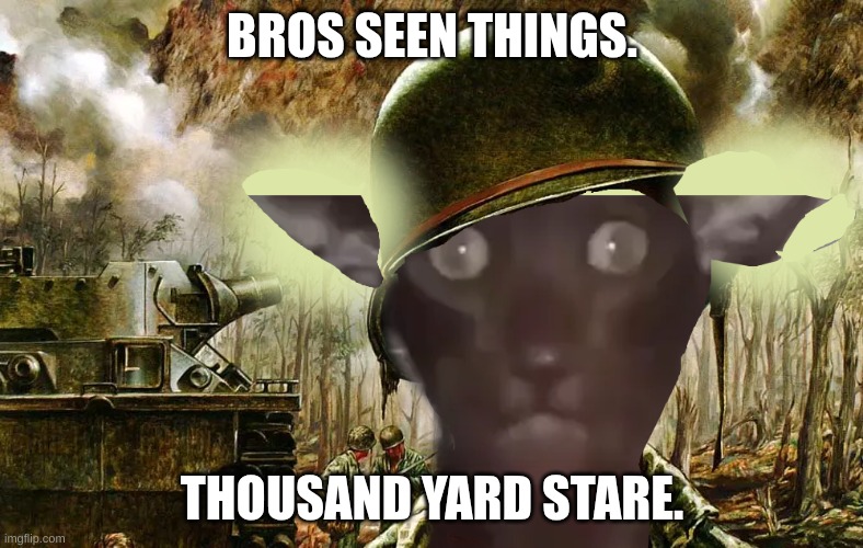bros seen things. | BROS SEEN THINGS. THOUSAND YARD STARE. | image tagged in cats,funny,thousand yard stare,funny memes,memes | made w/ Imgflip meme maker