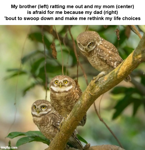 "I'm talon on you." | My brother (left) ratting me out and my mom (center)
is afraid for me because my dad (right)
'bout to swoop down and make me rethink my life choices | image tagged in funny memes,siblings,owls | made w/ Imgflip meme maker