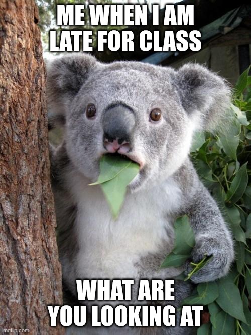 Surprised Koala | ME WHEN I AM LATE FOR CLASS; WHAT ARE YOU LOOKING AT | image tagged in memes,surprised koala | made w/ Imgflip meme maker