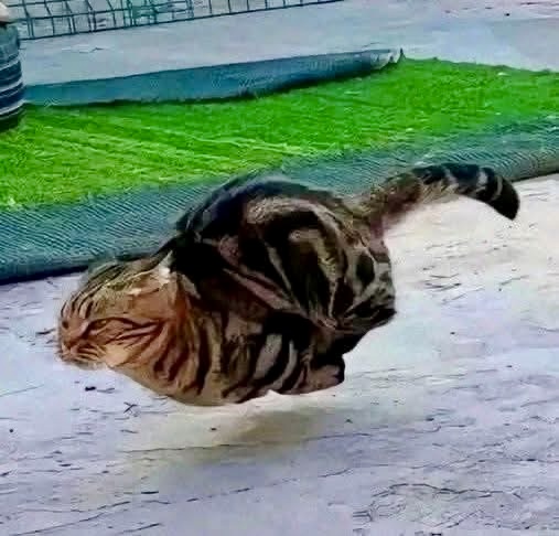 Fast Cat Blank Meme Template