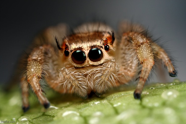 Cute spider | image tagged in cute spider | made w/ Imgflip meme maker