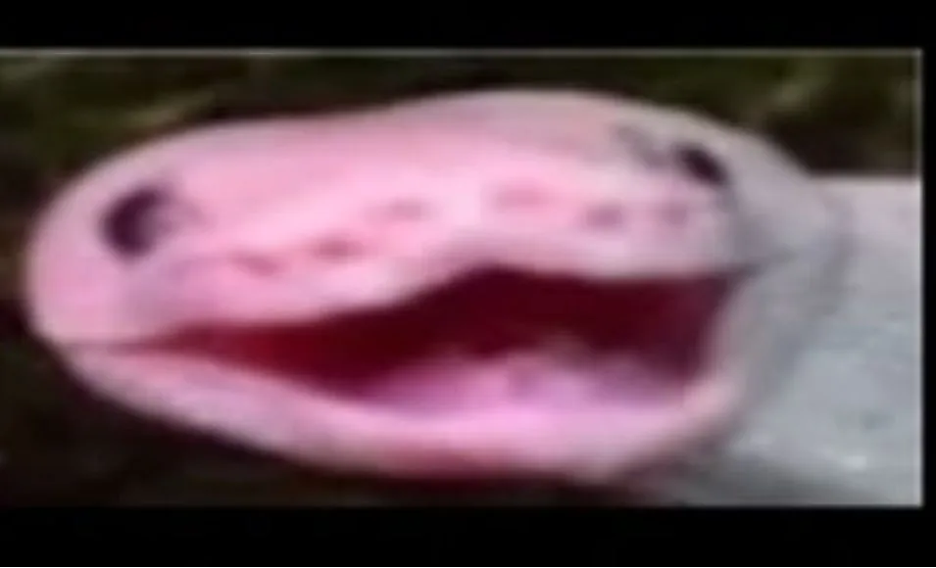 WideHappySnake Blank Meme Template