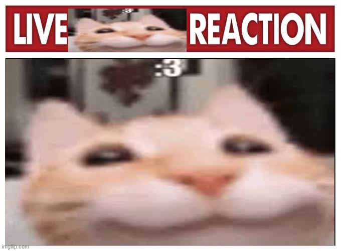 KITSY | image tagged in cat | made w/ Imgflip meme maker
