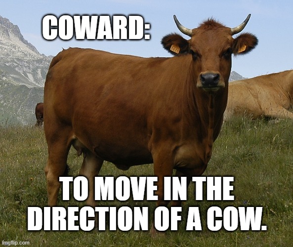 coward cow | COWARD:; TO MOVE IN THE DIRECTION OF A COW. | image tagged in coward cow | made w/ Imgflip meme maker