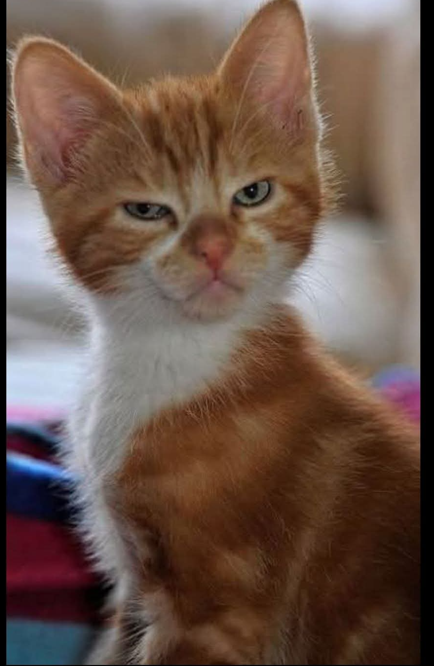 High Quality Angry kitty Blank Meme Template
