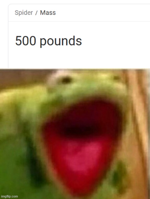 wtf spiders | image tagged in ahhhhhhhhhhhhh,kermit the frog,spiders | made w/ Imgflip meme maker