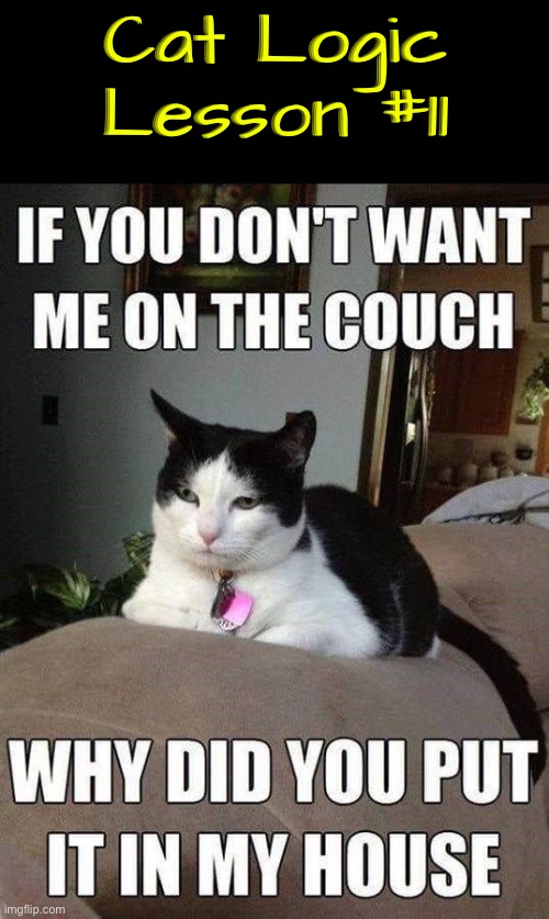 Cat Logic Lesson #11 | Cat Logic Lesson #11 | image tagged in cats,funny cats,logic,illogical,life lessons,entitlement | made w/ Imgflip meme maker