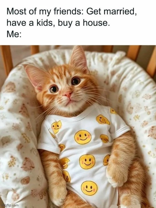 Crazy Cat Lady Here | image tagged in cats,funny cat memes,crazy cat lady,cute cat,cute kittens,dressed up cat | made w/ Imgflip meme maker