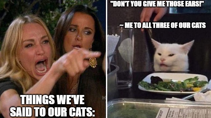 Don't You Give Me Those Ears | "DON'T YOU GIVE ME THOSE EARS!"; ~ ME TO ALL THREE OF OUR CATS; THINGS WE'VE SAID TO OUR CATS: | image tagged in angry lady cat | made w/ Imgflip meme maker