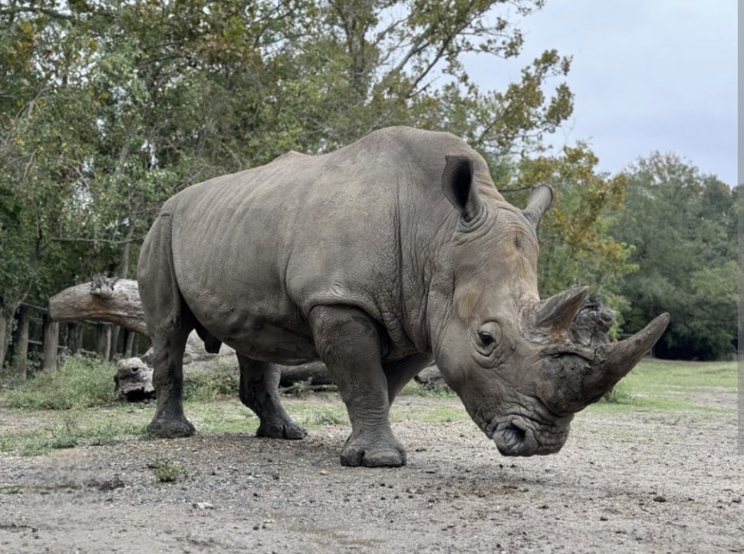 Hot in these rhinos Blank Meme Template