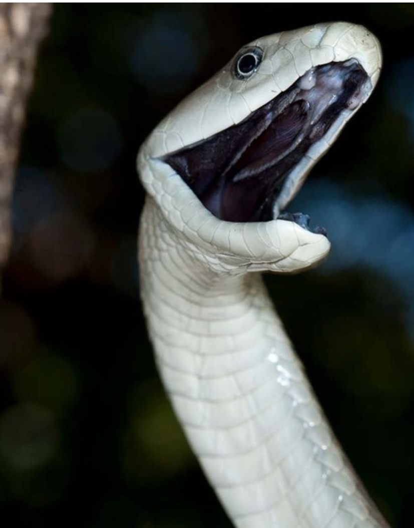 Black mamba Blank Meme Template