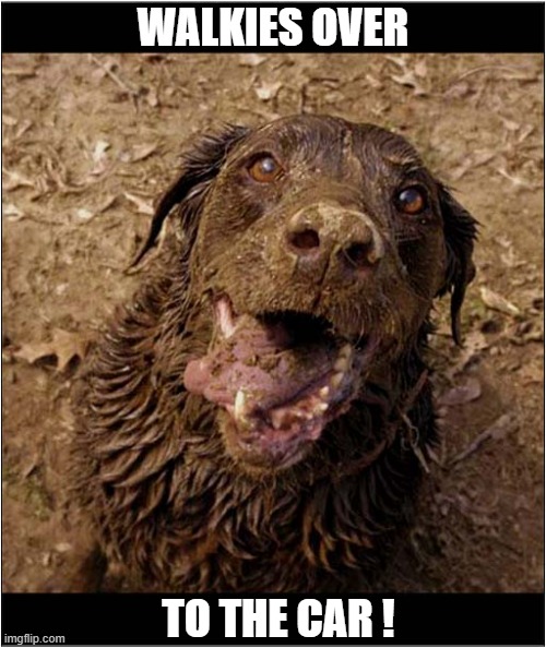 Just Look At That Face ! | WALKIES OVER; TO THE CAR ! | image tagged in dogs,walkies,mud,to the car | made w/ Imgflip meme maker