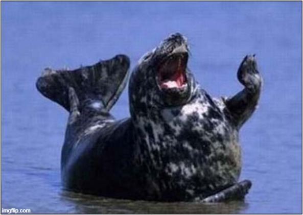Oh Behave ! | image tagged in seal,oh behave,austin powers | made w/ Imgflip meme maker