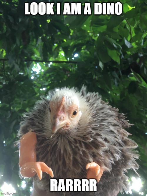 Dino Chicken | LOOK I AM A DINO; RARRRR | image tagged in chicken,t rex | made w/ Imgflip meme maker