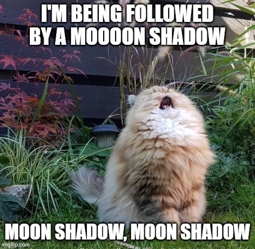 Singing cat | I'M BEING FOLLOWED BY A MOOOON SHADOW MOON SHADOW, MOON SHADOW | image tagged in singing cat | made w/ Imgflip meme maker