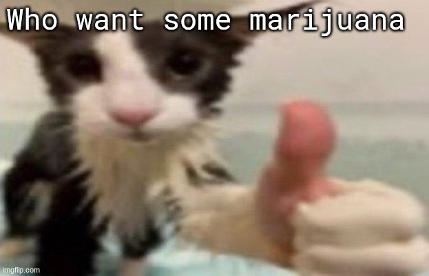 ​ | Who want some marijuana | image tagged in soggy cat thumbs up | made w/ Imgflip meme maker