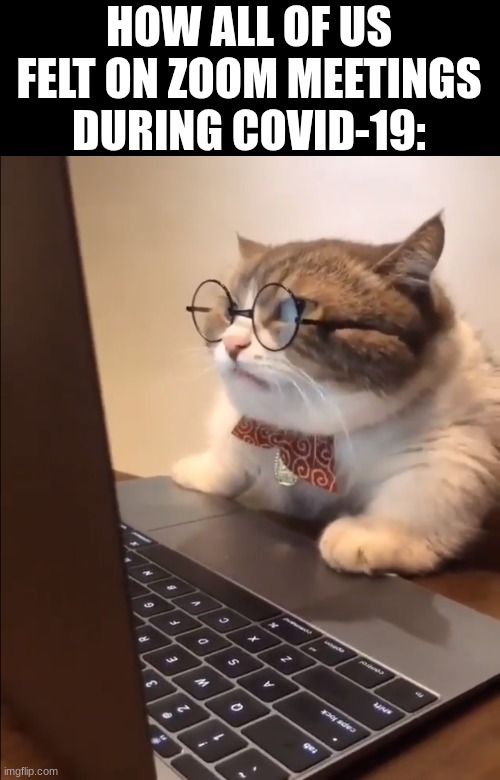 covid | HOW ALL OF US FELT ON ZOOM MEETINGS DURING COVID-19: | image tagged in research cat,memes,covid-19 | made w/ Imgflip meme maker