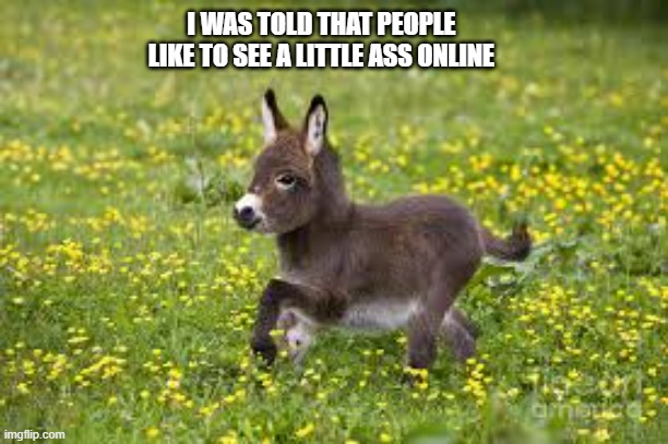 People seem to like posts with a little ass.    -- funny -- | I WAS TOLD THAT PEOPLE LIKE TO SEE A LITTLE ASS ONLINE | image tagged in funny,donkey,ass,humor,play on words | made w/ Imgflip meme maker