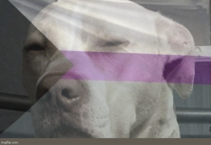 Suspicious demi dog Blank Meme Template